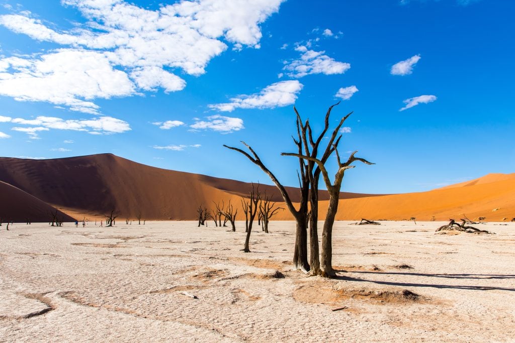 Ancient acacia trees sitting in front of the famous red sand dunes in Deadvlei Namibia.