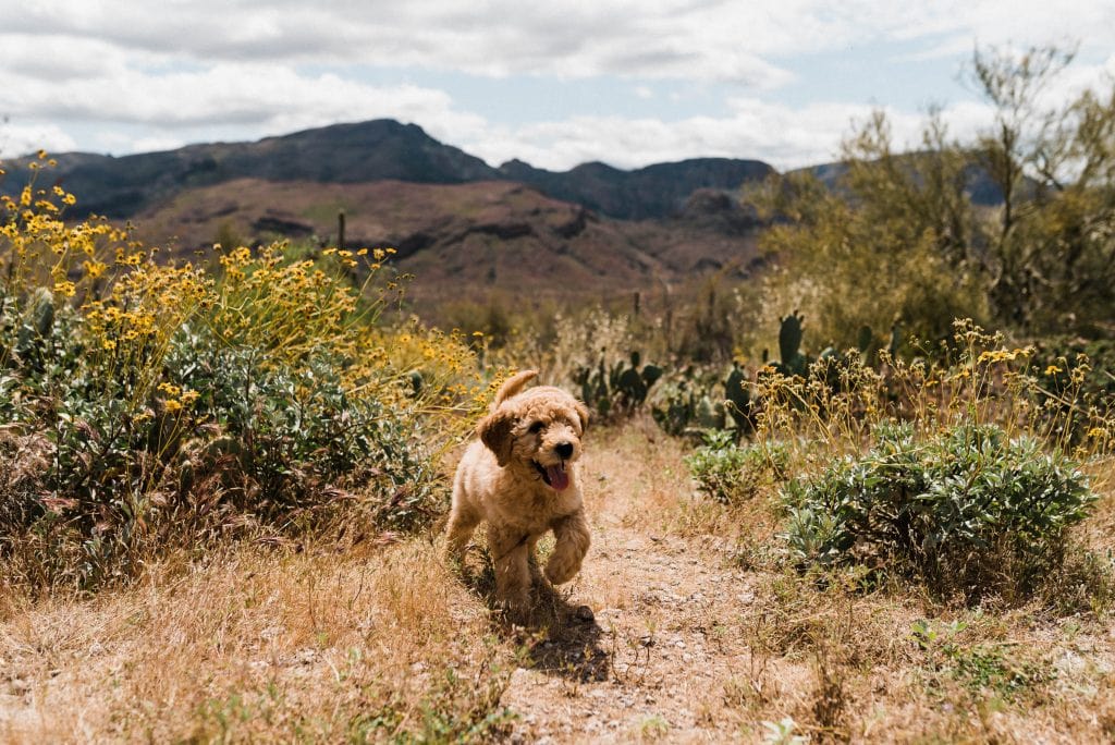 A Goldendoodle puppy running in the Sonoran Desert. 