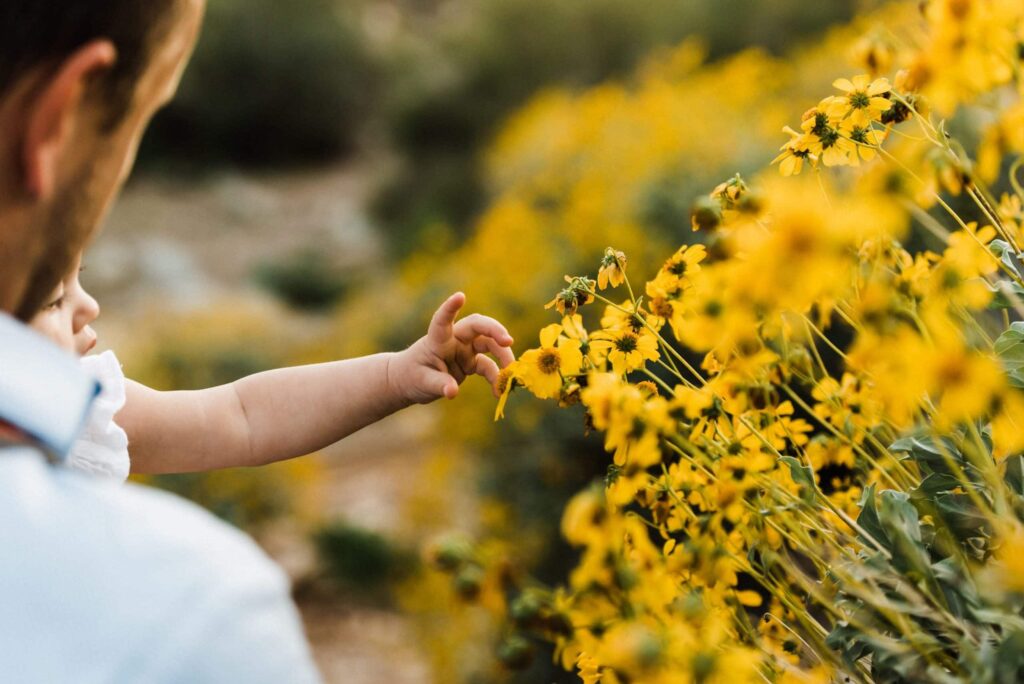 Baby touching wildflowers along a hiking trail in the Sonoran Desert in Arizona.
