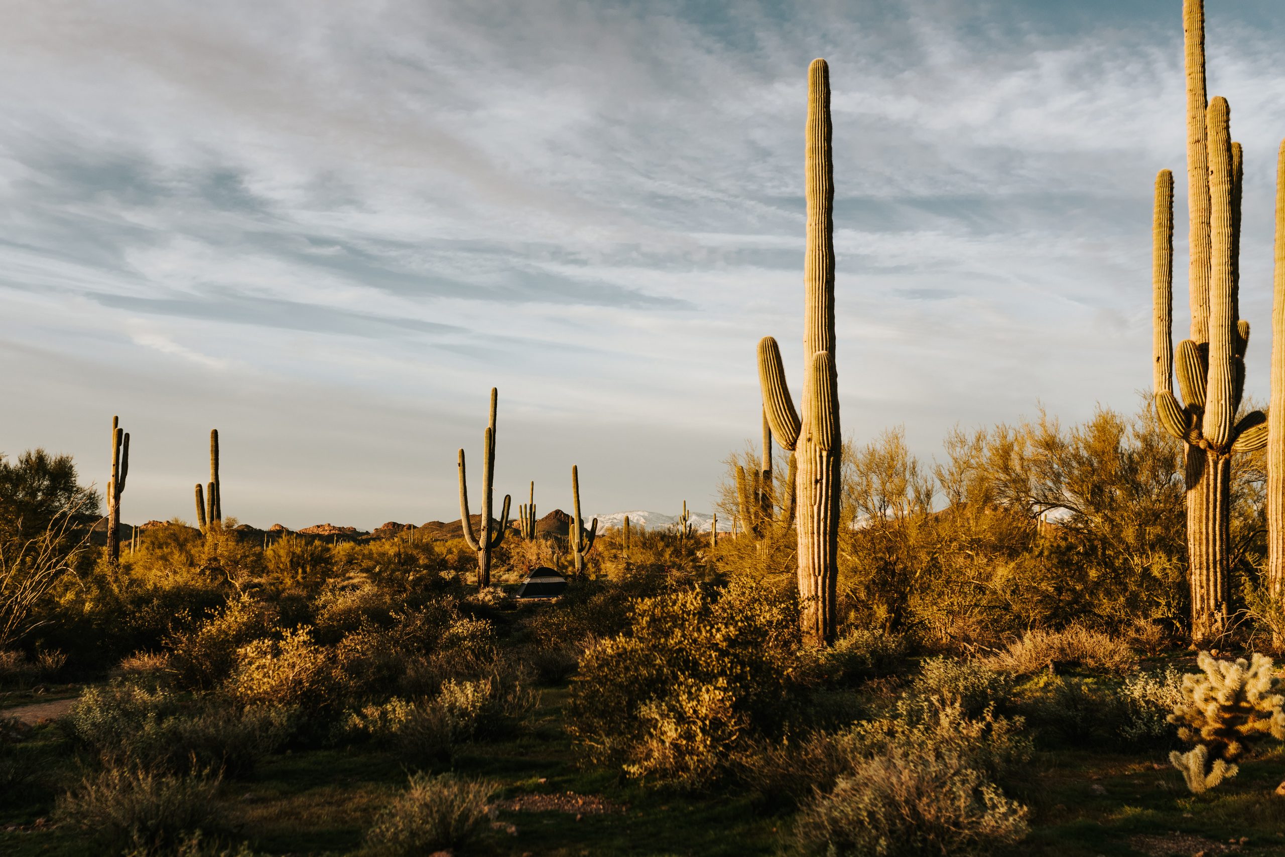 Lost Dutchman State Park at sunset is a perfect kid friendly Arizona elopement location.